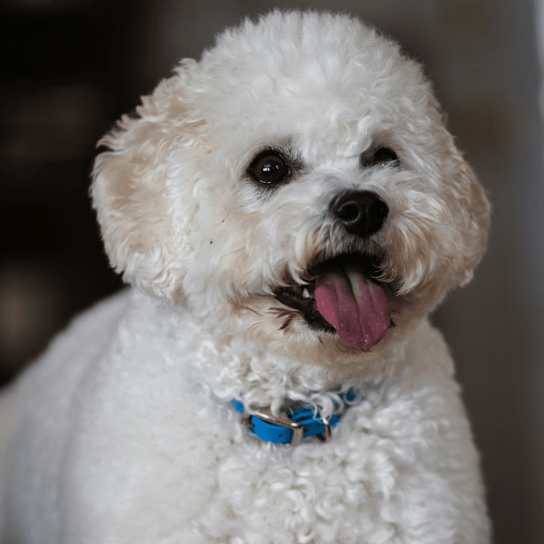 a dog